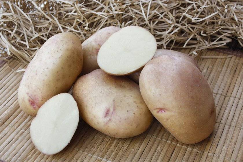 Картофель для сибири: лучшие ранние сорта, какие выбрать, как проращивать