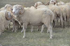 Кормление овец и баранов в разном возрасте. чем кормить овец и баранов в домашних условиях