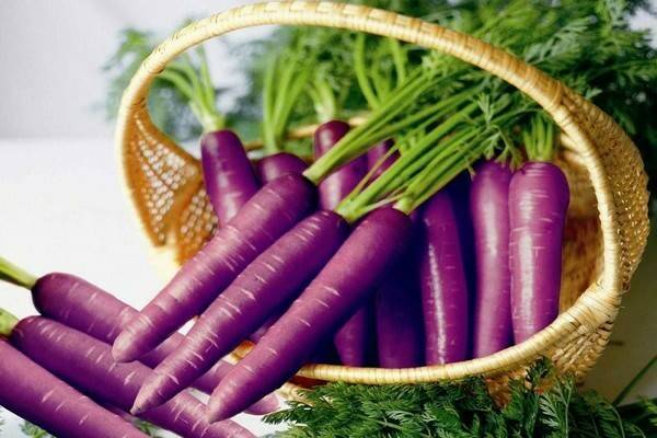 Белая морковь, фиолетовая морковь: описание, сорта