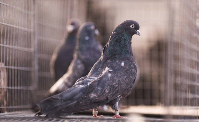 Особенности Кировоградских голубей