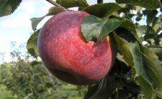 Посадили яблони, а они не показывают признаков жизни... что делать???