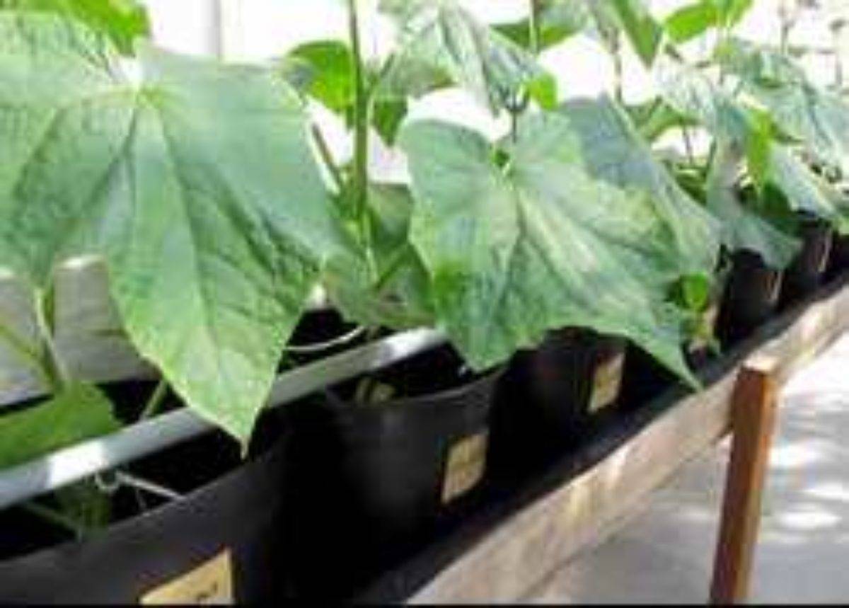 Огурцы на гидропонике: выращивание в домашних условиях