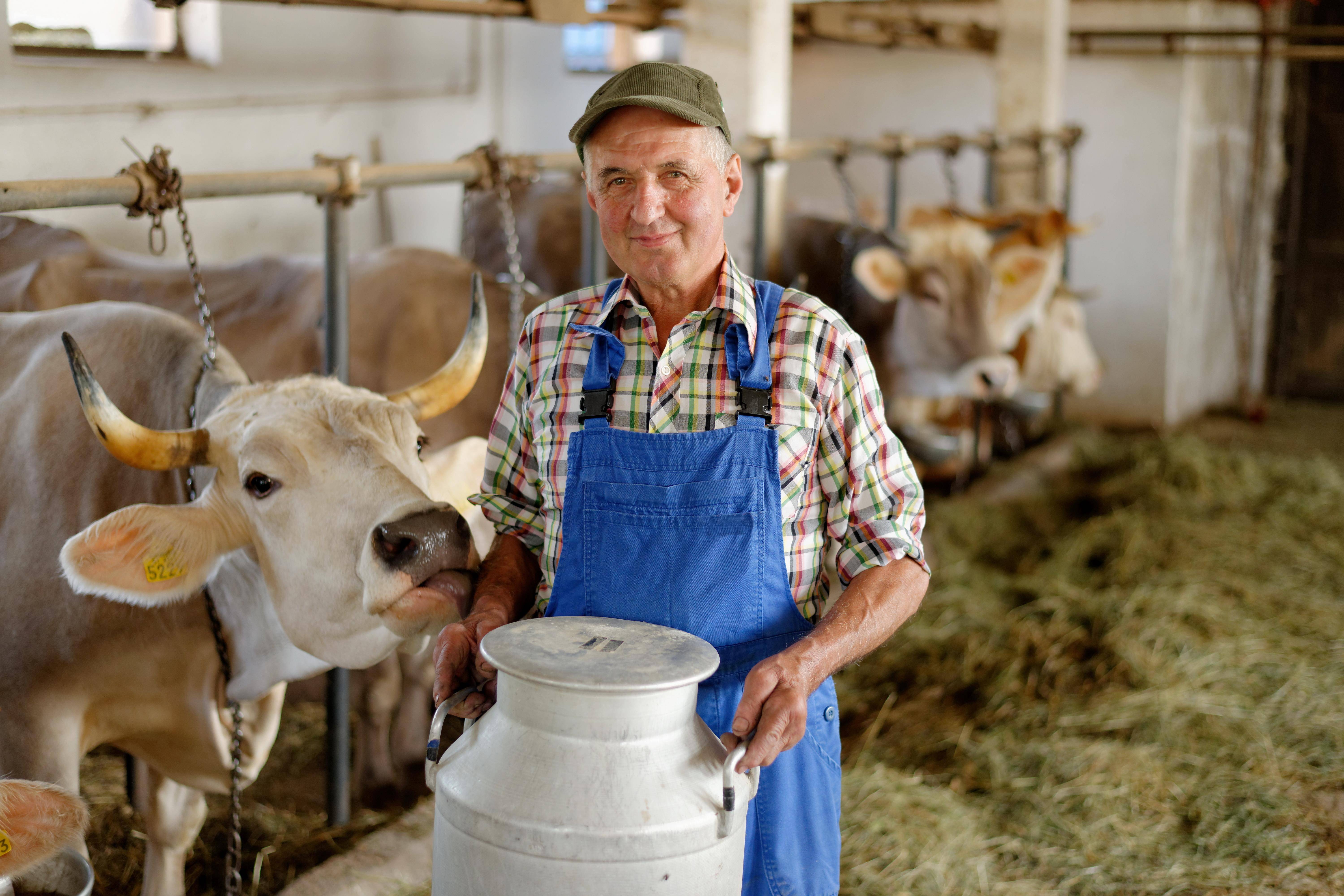 Сколько живут коровы в домашних условиях и на ферме