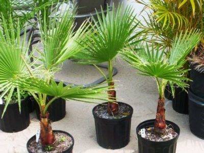Пальма вашингтония: выращивание, уход и размножение