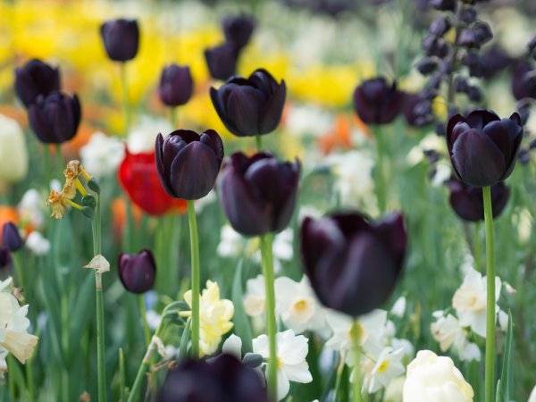 Бахромчатые тюльпаны (29 фото): описание махровых тюльпанов «вайя кон диос» и «дайтона», «канаста» и других сортов цветов
