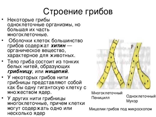 Гриб мукор — строение, особенности размножения и питания