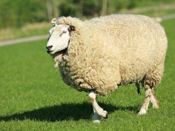 Овцы породы тексель
