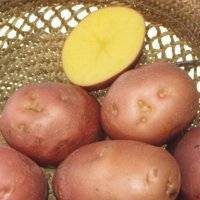 Картофель беллароза. читаем описание сорта и преимущества