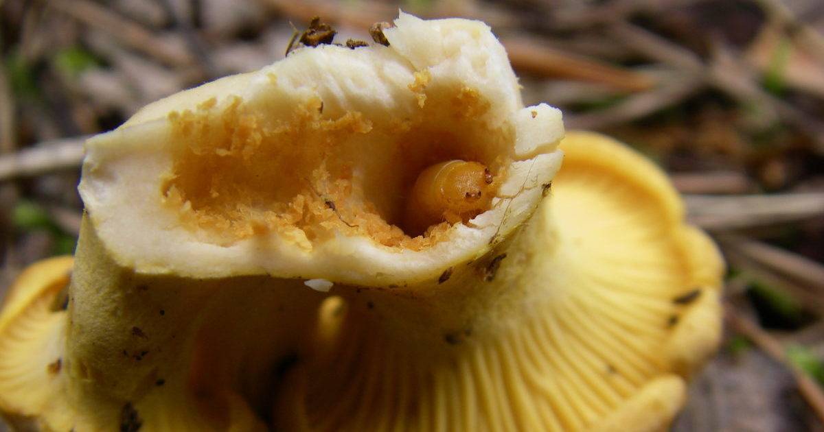 Можно ли без опаски есть червивые грибы