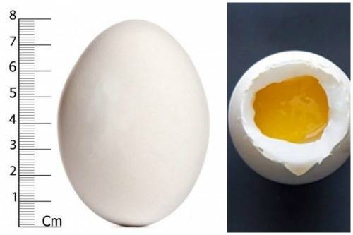 Гусиные яйца: польза и вред, можно ли их есть