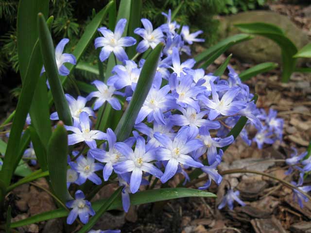 Цветок хионодокса — украшение для сада - проект "цветочки" - для цветоводов начинающих и профессионалов