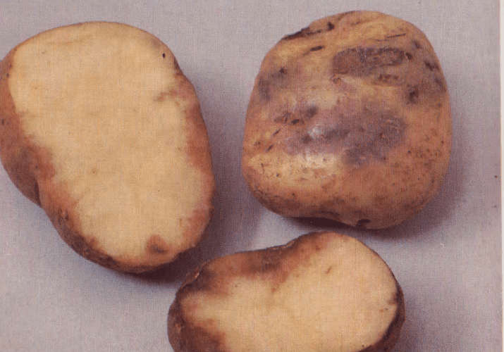 Описание и правила выращивания сорта картофеля лапоть фото. картофель лапоть — описание сорта и характеристика