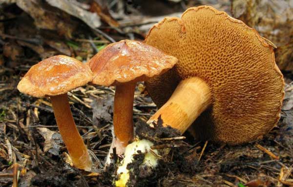 Козленок гриб съедобный или нет. сравнение гриба козлёнка с перечным грибом
