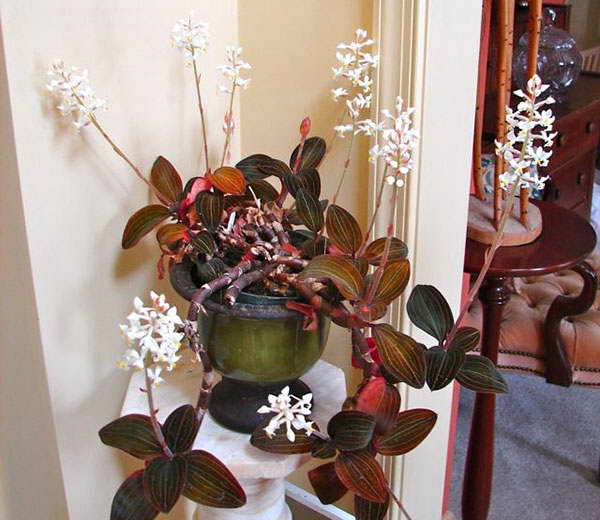 Орхидея лудизия: почему гемарию называют драгоценной, каким образом осуществлять уход за цветком в домашних условиях, как выглядят на фото сорта растения? selo.guru — интернет портал о сельском хозяйстве
