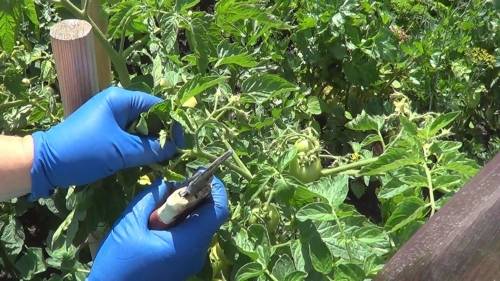 Пасынкование помидоров в теплице пошагово: новичкам и опытным