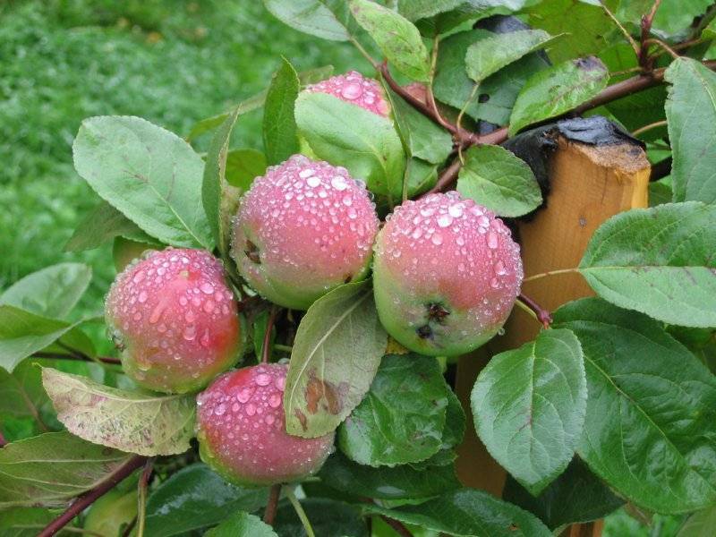 Почему яблоня не цветет, причины и лечение