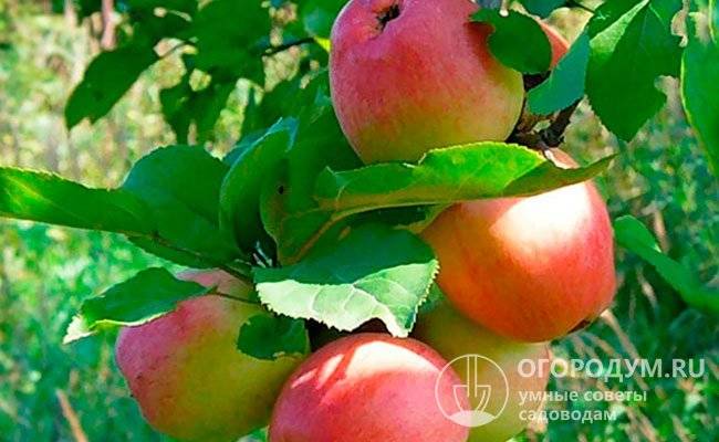 Сорт яблоня «Солнышко»: описание