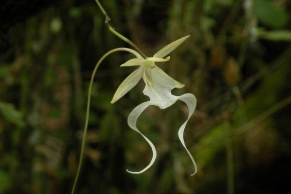 Виды орхидей: описание популярных разновидностей, их преимущества, особенности выращивания и ухода за орхидеями