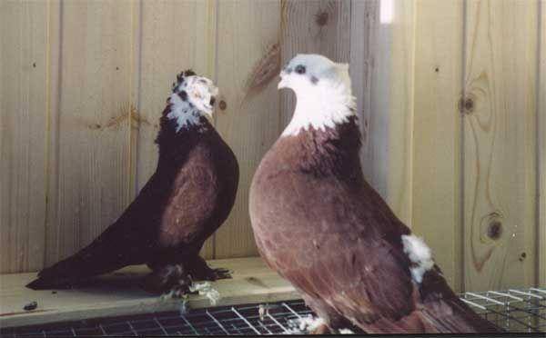 Благодарненские голуби: описание породы, фото