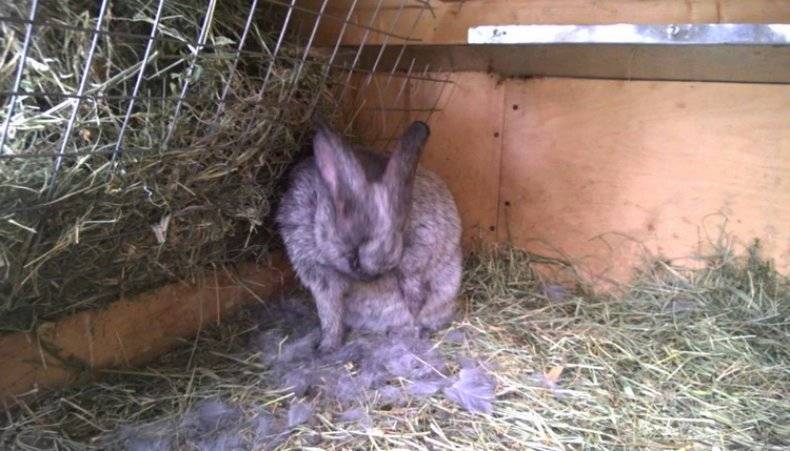 Крольчиха сделала гнездо и не рожает: причины, что делать