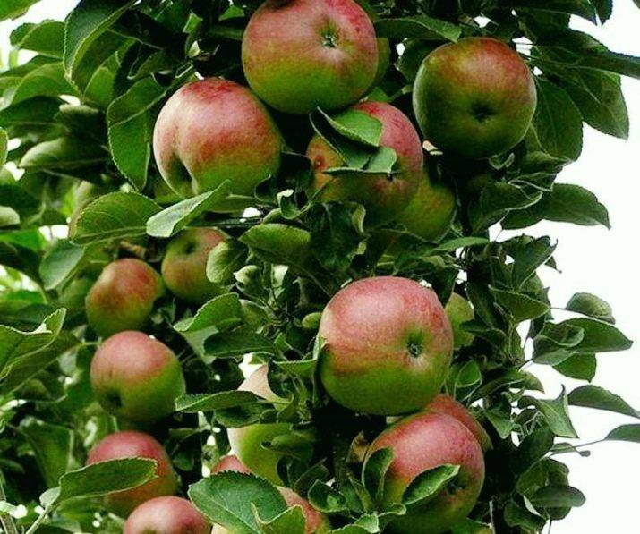 Лучшие сорта яблони для ленинградской области с описанием, характеристикой и отзывами, а также особенности выращивания в данном регионе