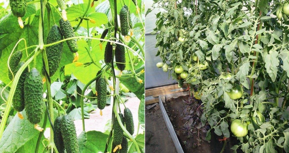 Можно ли выращивать огурцы и помидоры вместе в одной теплице из поликарбоната