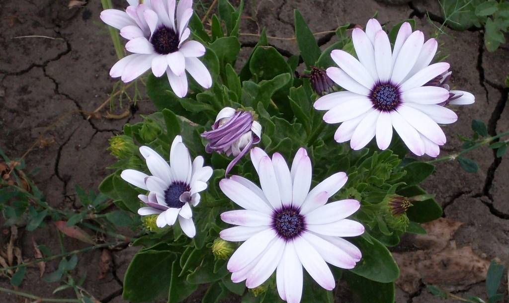 Остеоспермум (49 фото): это однолетний или многолетний цветок? выращивание в открытом грунте и в домашних условиях, посадка и уход. когда сажать семена?
