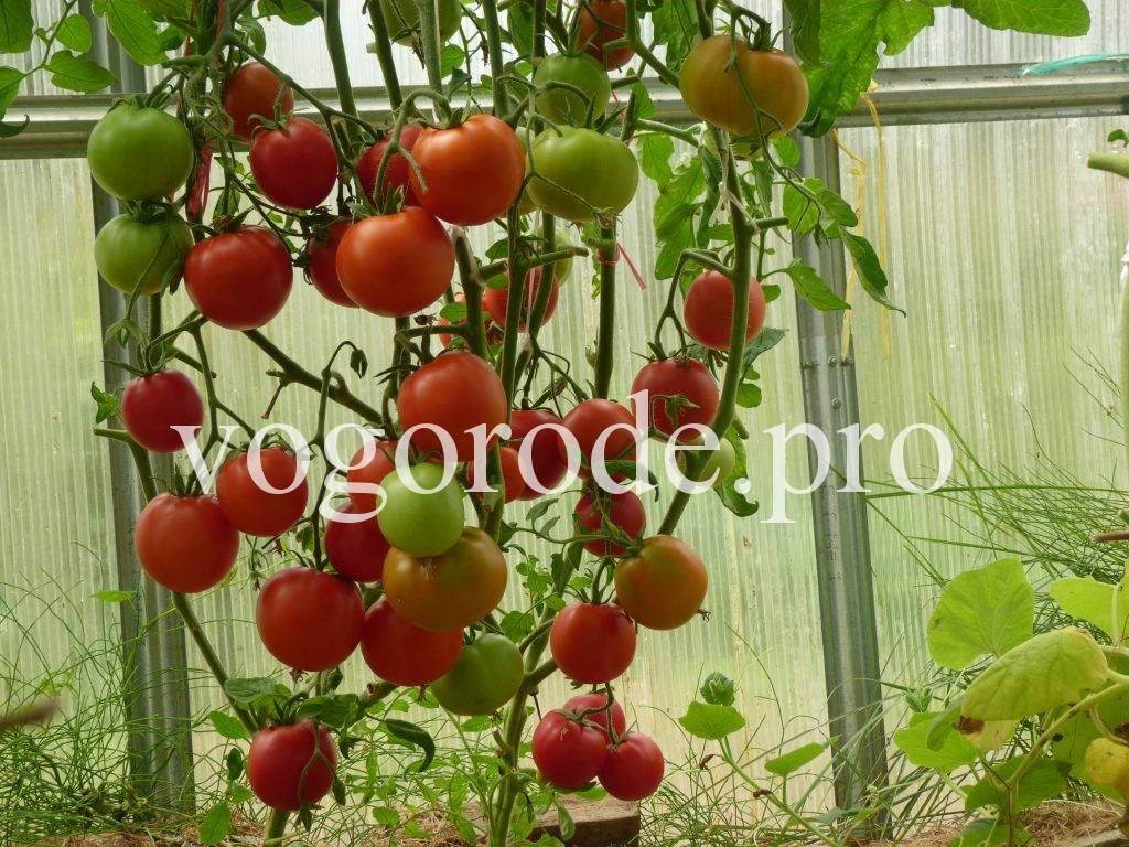 Как спасти помидоры от заморозков – 5 полезных советов — agroxxi