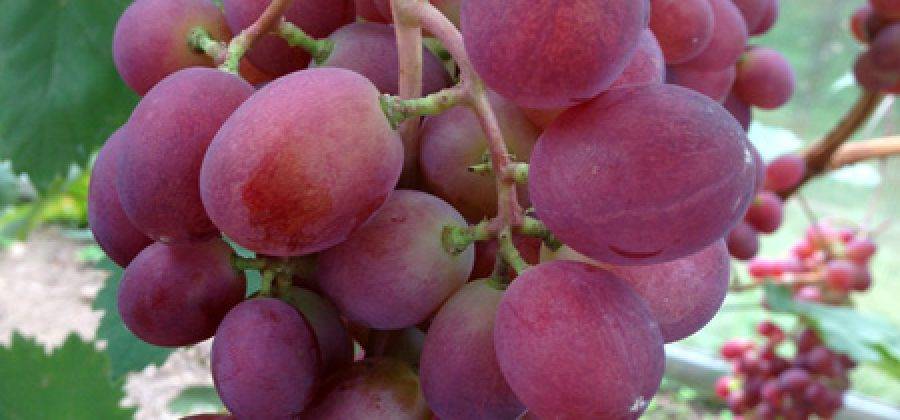 Виноград виктория: особенности сорта, советы по уходу и разведению