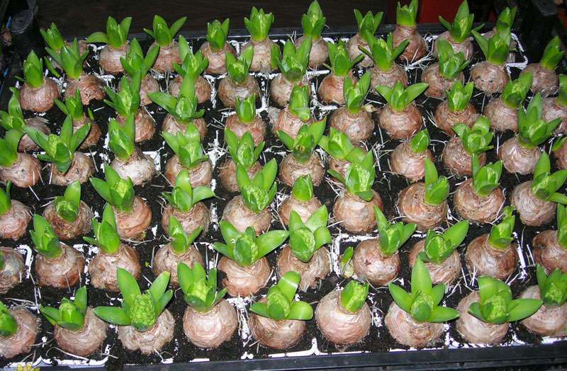 Лилии: подготовка к зиме и укрытие на зиму. хранение луковиц лилий