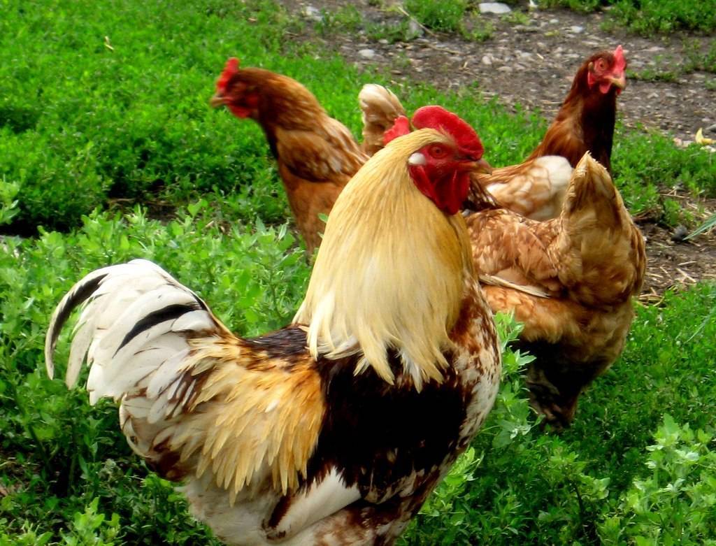 Может ли курица без петуха нести яйца?