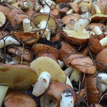 Мифы и правда о грибах во время диеты