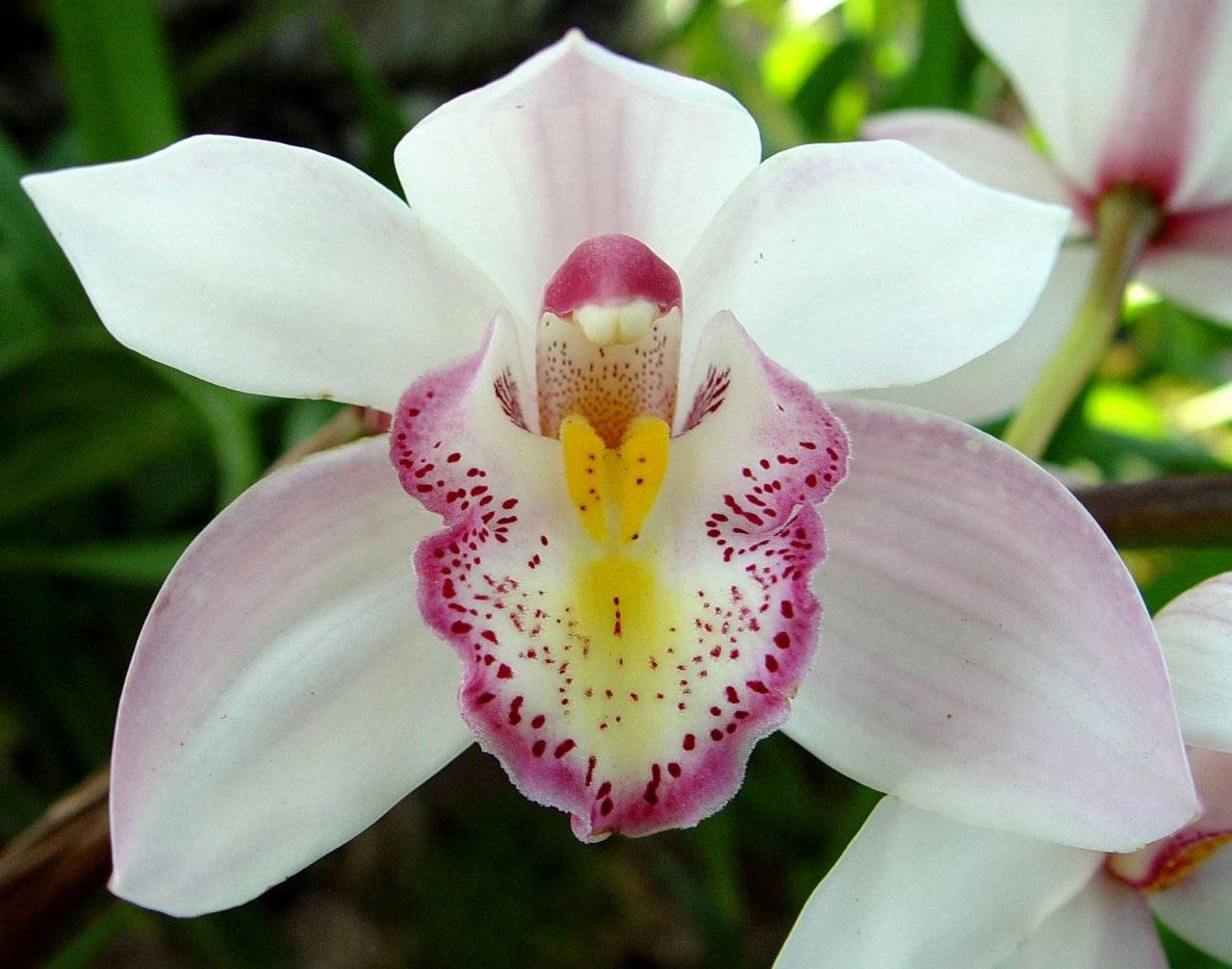 Причины  почему у орхидеи вянут цветы и бутоны. проблемы цветения. | страна мастеров