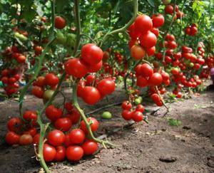 Чем удобрять помидоры при посадке: какие удобрения нужно вносить в лунку при высадке в открытый грунт или теплицу, как удобрять почву перед пересадкой томатов