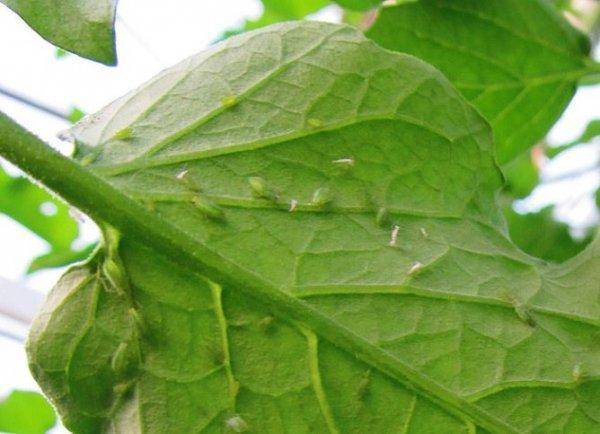 О побелении листьев у рассады баклажанов: причины и что делать с культурой