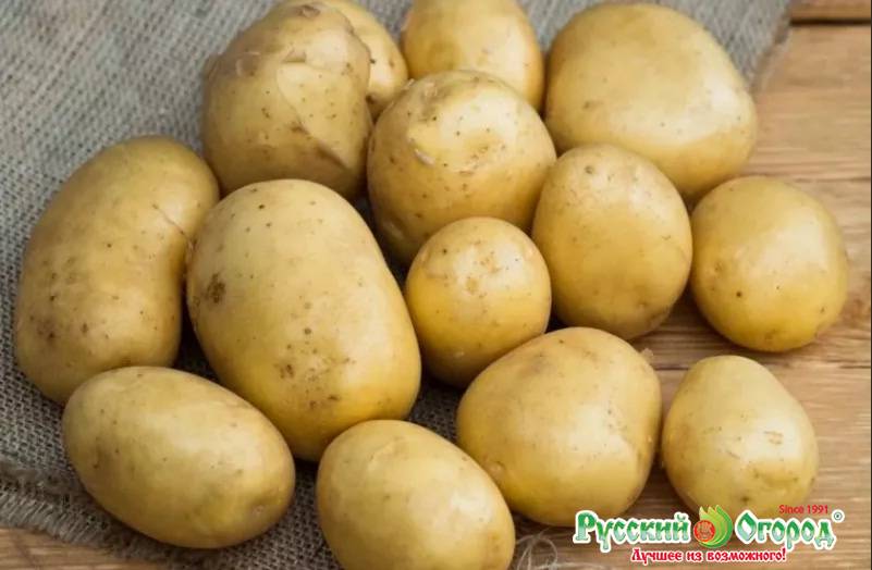 Качественный картофель родом из германии "рамос": описание сорта, характеристика и фото русский фермер