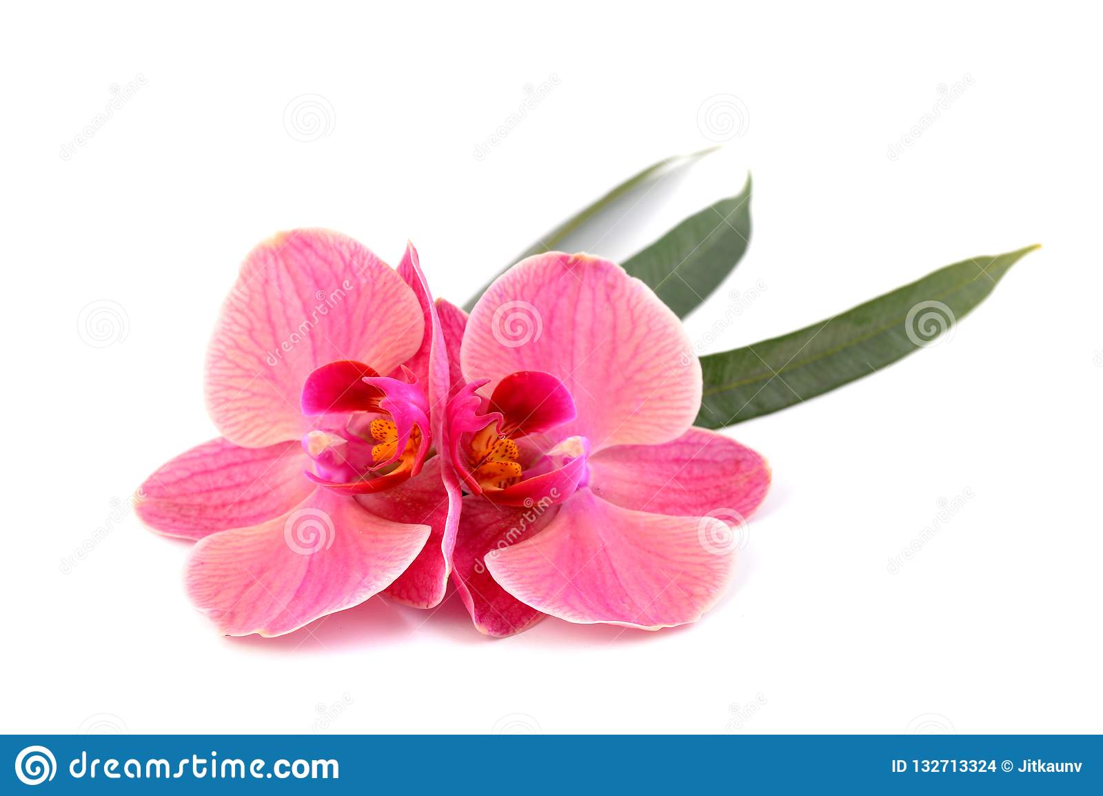 Превосходные пятнистые орхидеи: фото и сорта