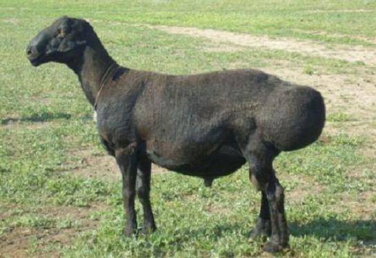 Эдильбаевская порода овец: характеристика, разведение и описание с фото