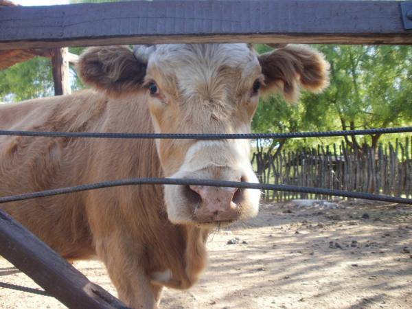 Причины стрептодермии у коров