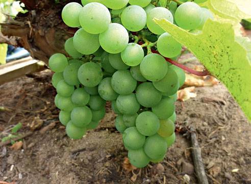 Как и когда пересаживать виноград: секреты успешной пересадки