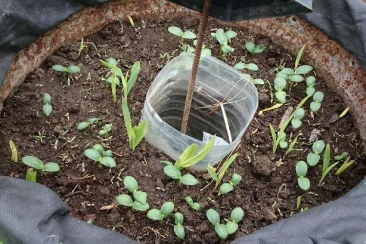 Необычный способ выращивания огурцов в бочке: как получить хороший урожай?
