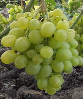 Виноград супер экстра: отзывы опытных виноградарей