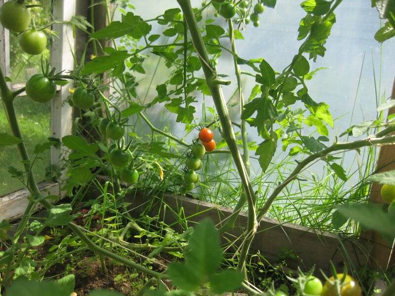 Пасынкование томатов в теплице своими руками ➤ видео + схема + фото