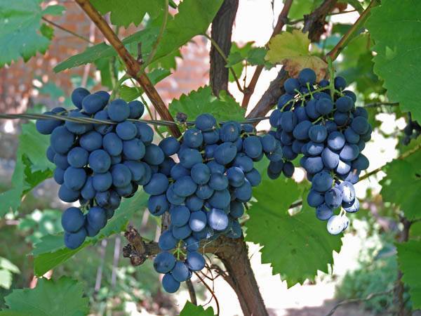 Виноград молдова сорта: описание