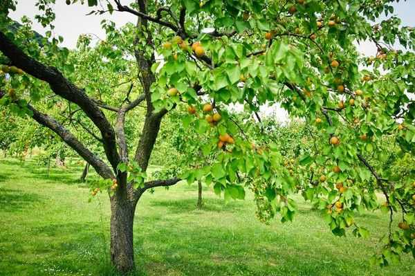 Об абрикосе царский: описание и характеристики сорта, посадка, уход, выращивание