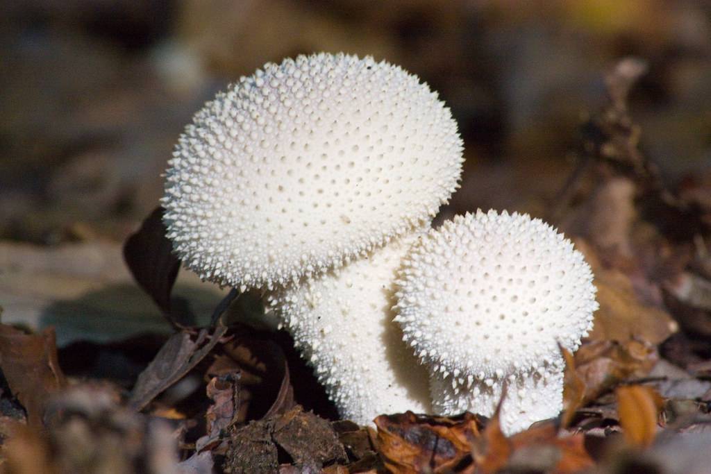 Ежовик гребенчатый и еще 9 удивительных съедобных грибов, которые растут в россии
