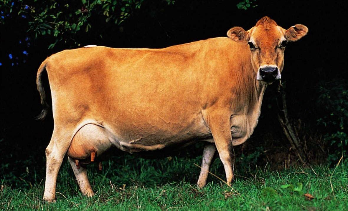 Характеристика коров холмогорской породы