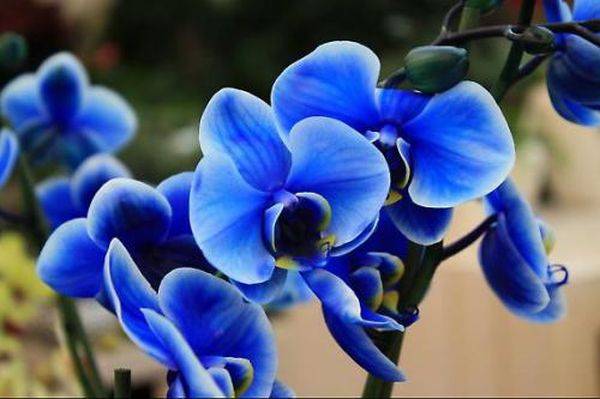 Синяя орхидея — описание, сорта, уход