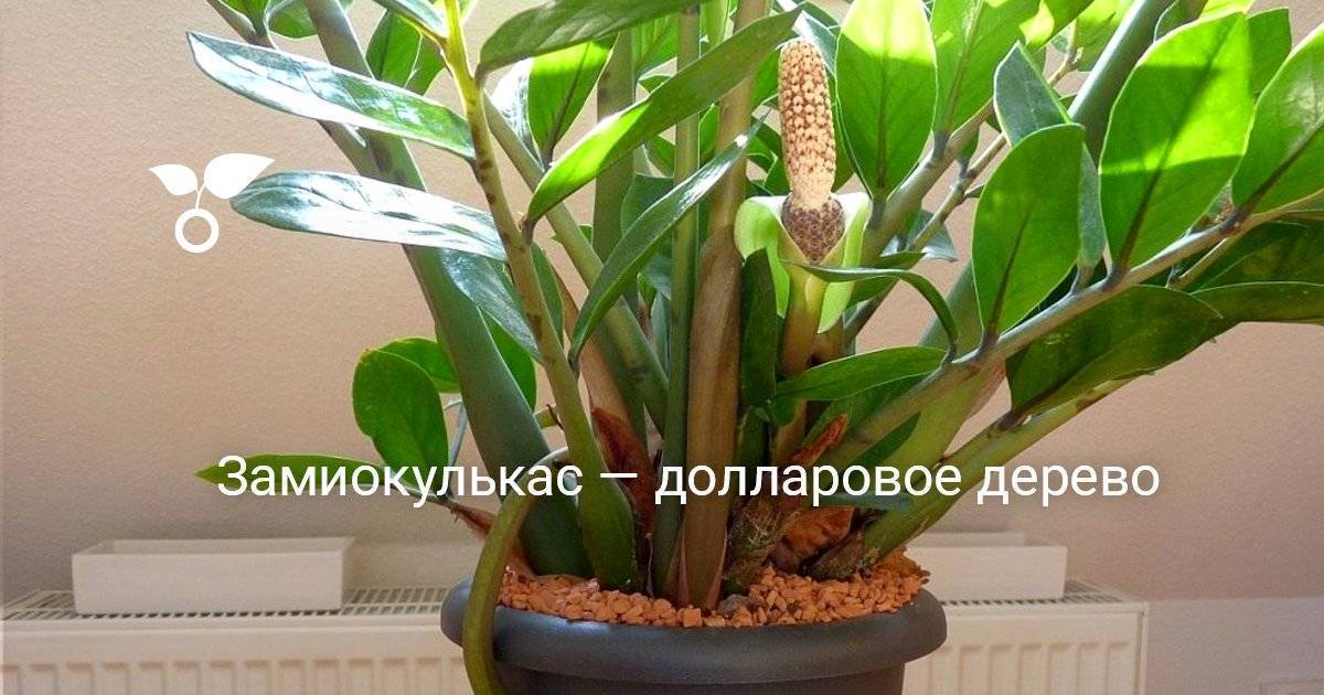 Замиокулькас: размножение в домашних условиях - sadovnikam.ru