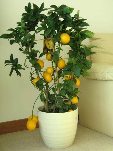 Домашний лимон, уход в домашних условиях: выращивание из косточки